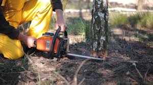 Best Tree Disease Treatment  in St Elmo, IL