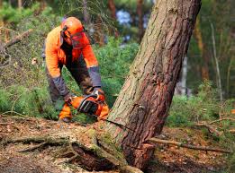 Best Arborist Consultation Services  in St Elmo, IL