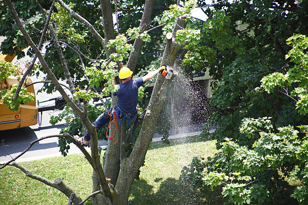 Professional Tree Services in St Elmo, IL